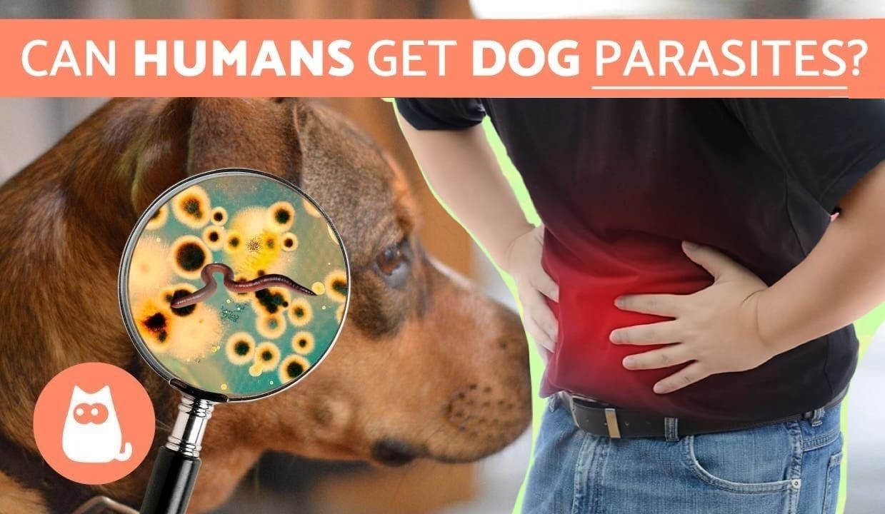 Can Humans Get Dog Parasites?